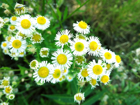 野花 小白花