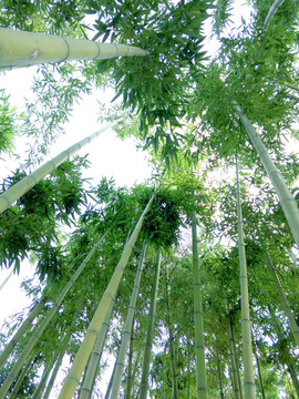 竹子 竹林 翠竹