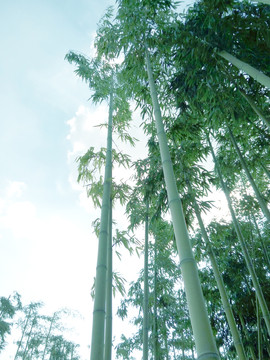 竹子 竹林 翠竹