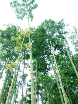 竹子 竹林 翠竹