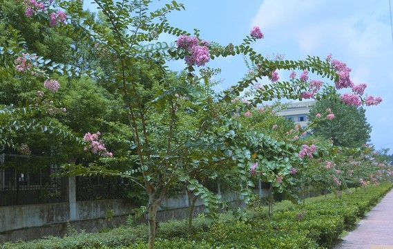 綠化帶