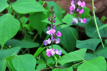 八月豆花