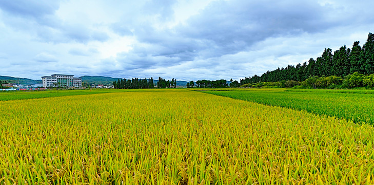 稻田全景