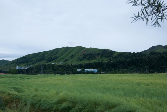 高山草原