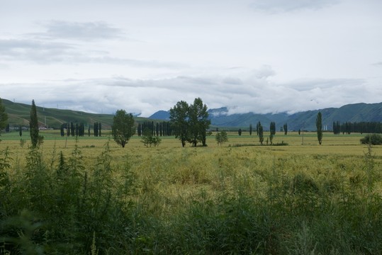 高山田野