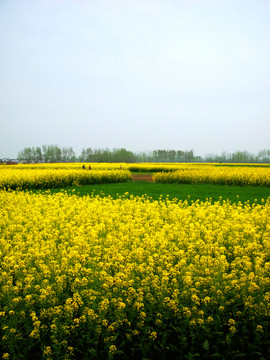 油菜花