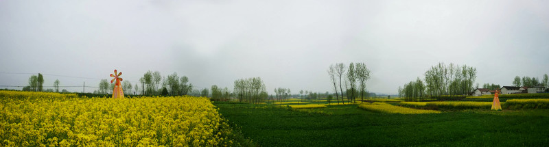 油菜花