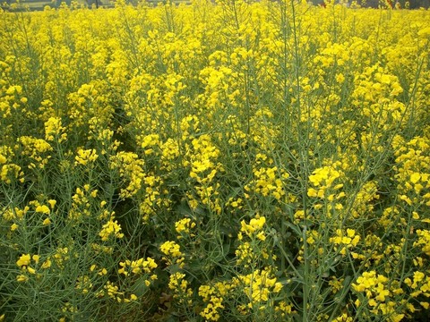 油菜花