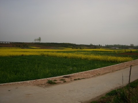 油菜花