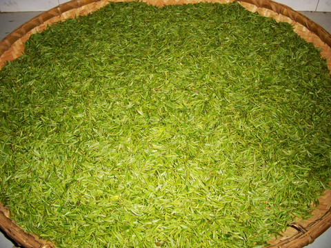 子午綠茶