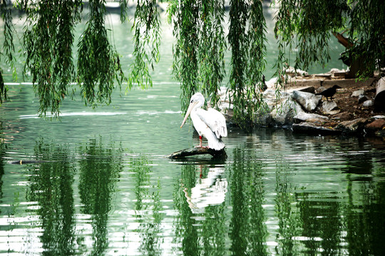 鵜鶘 北京動物園 鳥