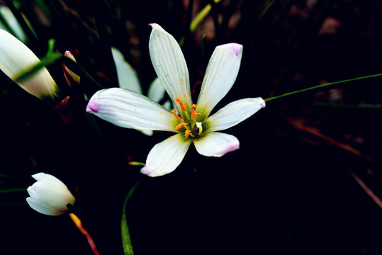小花