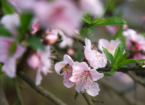 蜜蜂與桃花