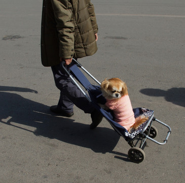 狗坐車人力車
