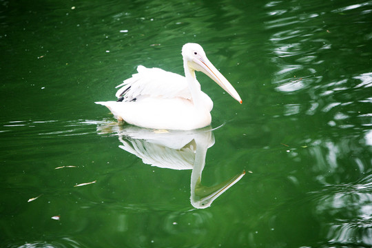 鵜鶘 北京動物園 鳥