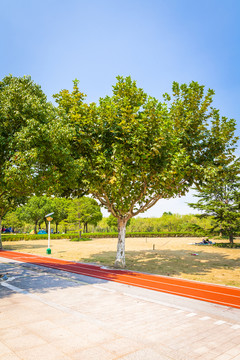 公園梧桐樹