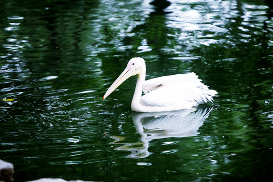 鵜鶘 動物園 鳥