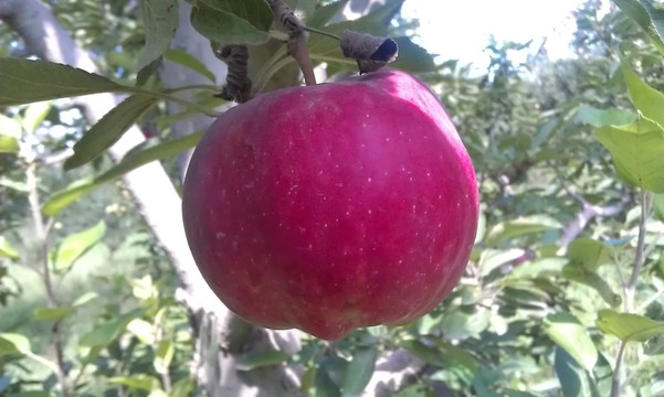 紅蘋果