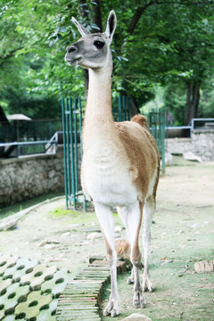 羊駝 動物