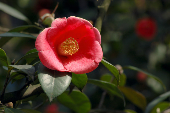 山茶花