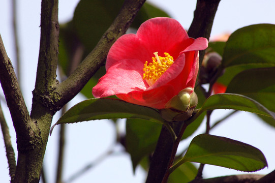 山茶花