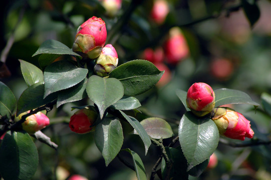 山茶花