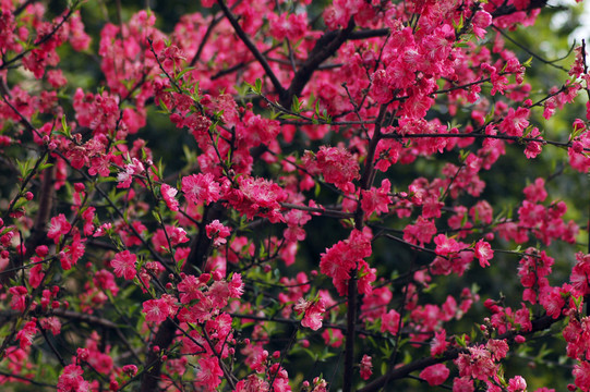 桃花