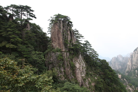黄山奇峰松树