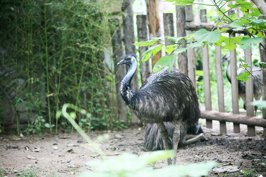 鴯鹋 北京動(dòng)物園 鳥類
