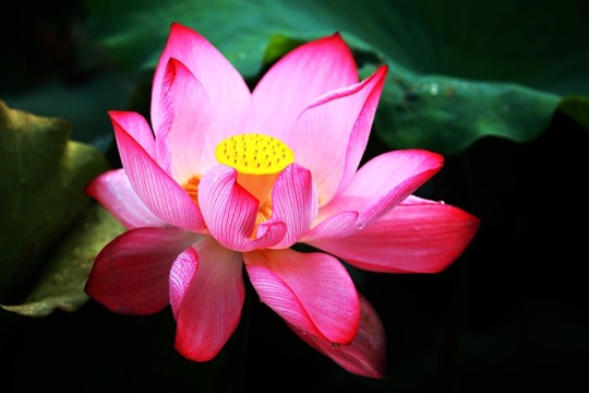 荷花