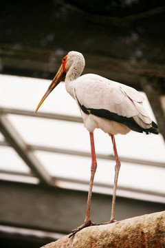 黃嘴鹮鸛 北京動物園 鳥