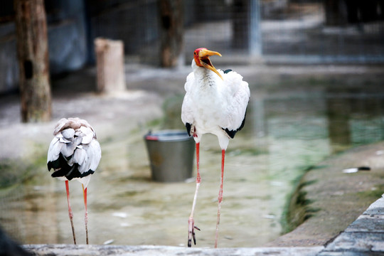 非洲禿鸛 北京動(dòng)物園 鳥類