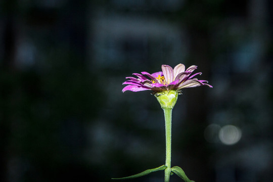 閃光下的小花