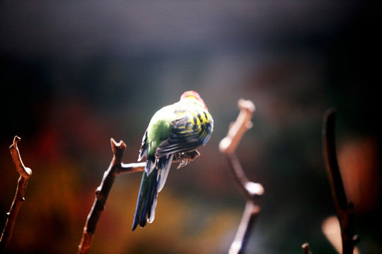 鸚鵡 北京動物園 鳥類
