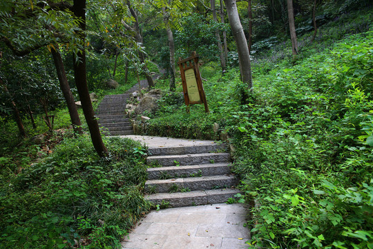 林間山路
