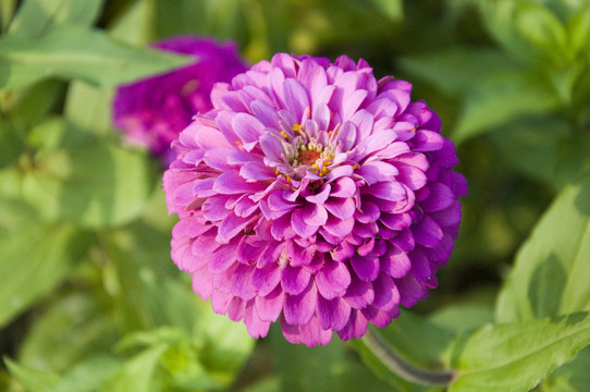 紫色菊花