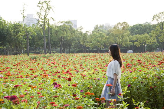 菊花叢中女人