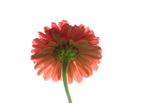 紅色菊花