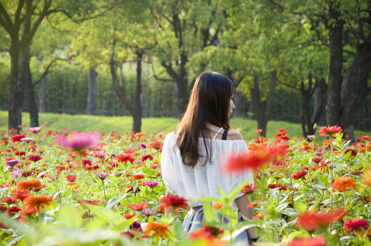 菊花叢中女人