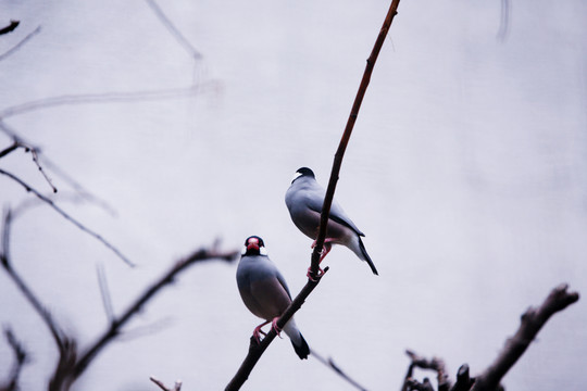 小鳥 枝頭 北京動(dòng)物園