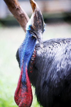 鳥 動物園 珍稀動物