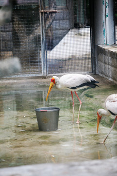 鶴 鳥類 動物園 壽