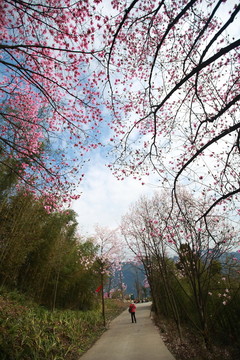 辛夷花