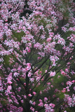 辛夷花
