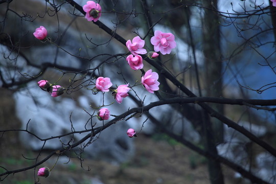 辛夷花