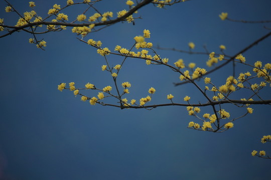 茱萸花