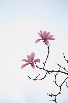辛夷花
