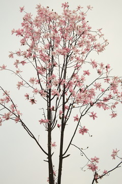 辛夷花