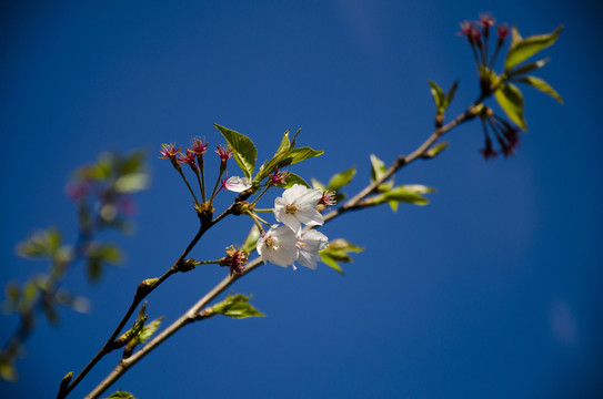 桃花