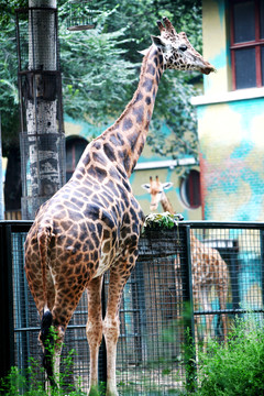 長頸鹿 北京動(dòng)物園 動(dòng)物
